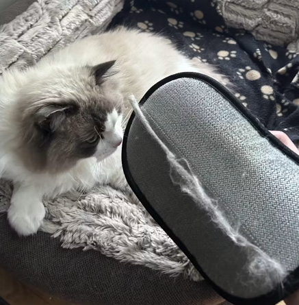 Gato de pelo largo junto al guante quitapelos