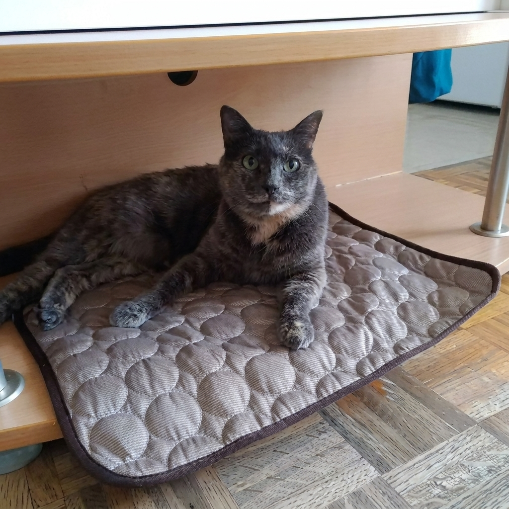 Gato sobre la alfombra refrescante bajo el mueble