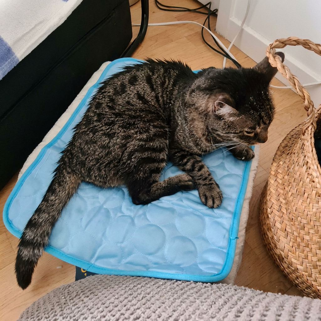 Gato atigrado sobre la alfombra refrescante